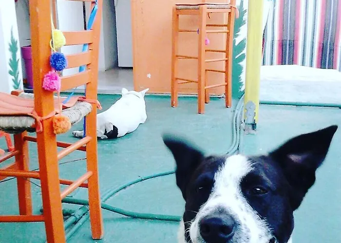 Szálloda Viva Margarita Párosz